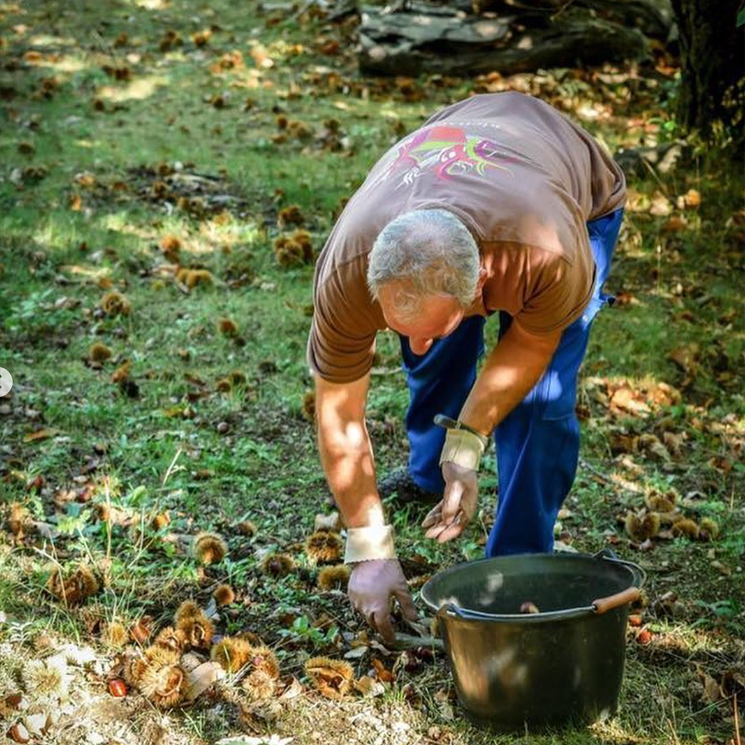 Farmer collecting chestnuts for our supplier to prepare chestnut spread & purée
