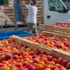 Crates of freshly harvested apricots from Provence.