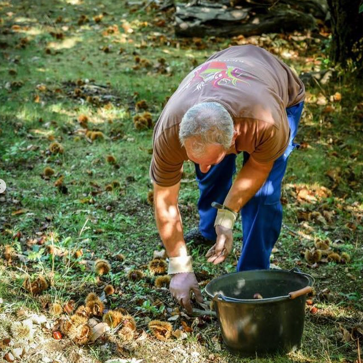 Farmer collecting chestnuts for our supplier to prepare chestnut spread &amp; purée