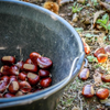 Chestnuts in a pail