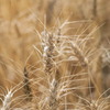 Wheat ears from organic farmers using neither pesticides, nor insecticides.