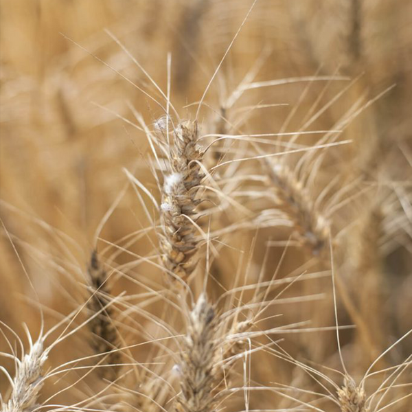 Wheat ears from organic farmers using neither pesticides, nor insecticides.