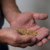 Farmer with wheat grains in his hands from his organic farm using neither pesticides, nor insecticides.