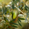 Green Olives Lucques from Languedoc-Roussillon