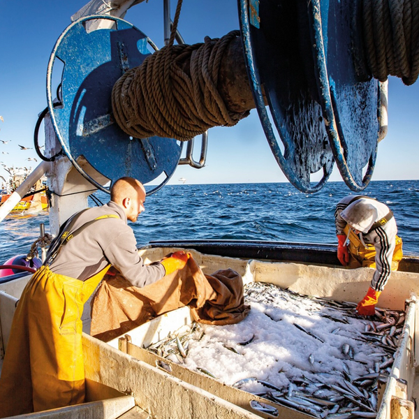 La Perle des Dieux staff at sea fishing the sardines.