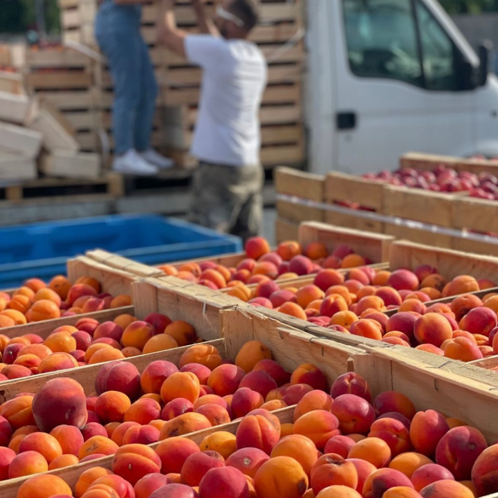Crates of freshly harvested apricots from Provence.