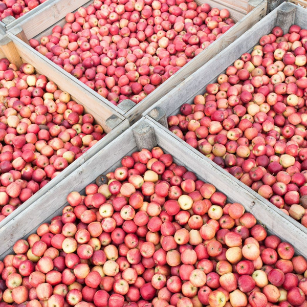 Crates of freshly harvested apples from Provence