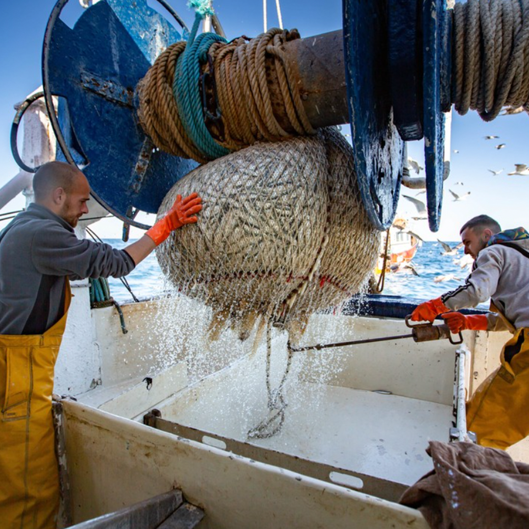 La Perle des Dieux staff at sea, busy fishing sardines